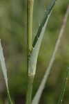 Yuccaleaf eryngo <BR>Northern rattlesnake master